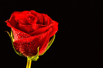 Close-up of fresh red rose with drops