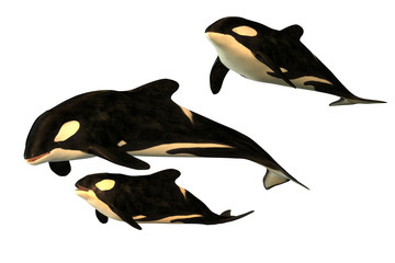 Killer whale © Paul Fleet