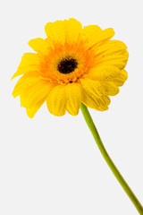 Image of yellow daisy isolated on a white background