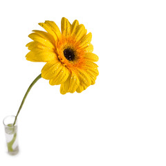 Gerbera flower in a glass of water on a white background