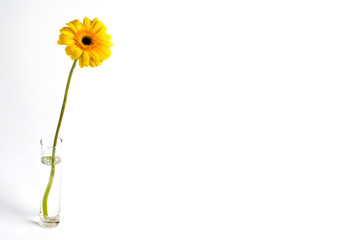 Image of a yellow daisy in glass of water 