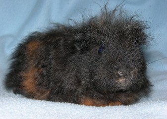 Cochon d'Inde bébé alpaca