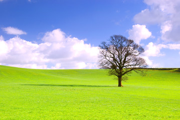 Fototapeta na wymiar Samotne drzewo na łące z nieba i puszyste białe chmury.