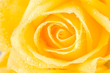 Close up of open yellow rosebud with dew drops on it