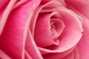 Fototapeta na wymiar rose. macro