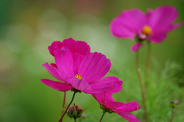 Obraz premium Cosmea in Violett
