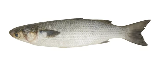 Crédence de cuisine en verre imprimé Poisson Mullet fish