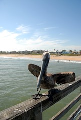 Fototapeta na wymiar pelican on fishing pier