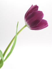 beautiful single purple tulip on white background green leaf