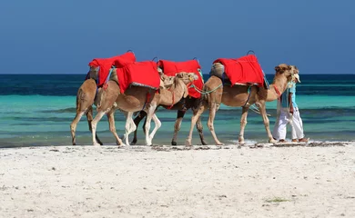 Photo sur Plexiglas Tunisie djerbas chameaux