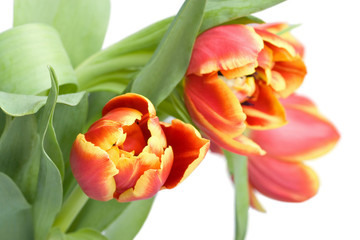 red tulips