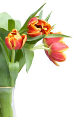 red tulips in vase