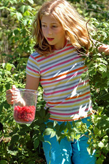 girl picking berries