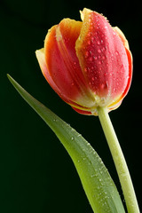 Naklejka premium tulip with water drops