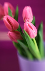 Pink tulips with a purple background and special focus