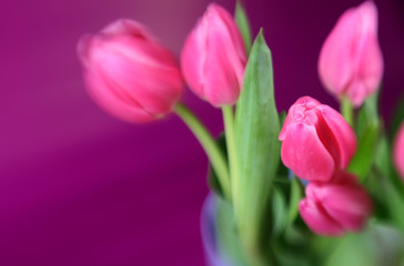 Tulips with a purple background and soft focus