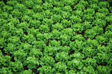 detail of a plantation of lettuces