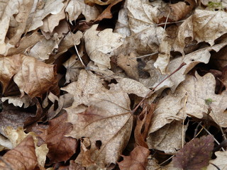feuilles mortes