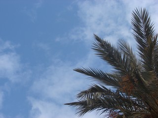 palmes