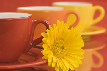 Fototapeta na wymiar Row of color cups and beautiful yellow gerbera. Selective focus.