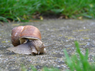 snail
