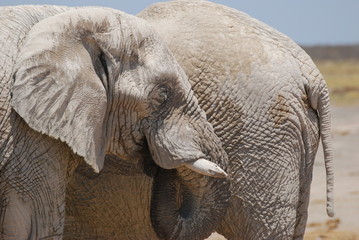 Elephants of Namibia
