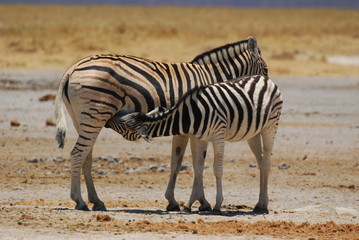 Fototapeta na wymiar Thirsty baby zebra