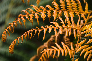Close up of copper-coloured Frond of a fern in autumn