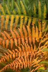 Copper-coloured Frond of a fern in autumn
