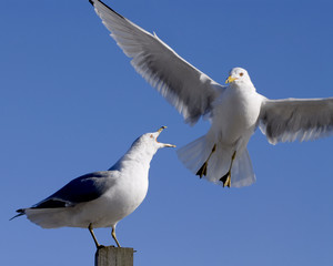 Squaking Gull