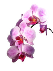 Fototapeta na wymiar Violet orchid 
