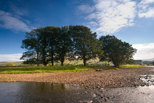 Group of trees on the banks of the River Ure near Hawes