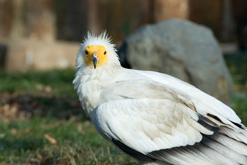 Portrait of egyptian vulture bird