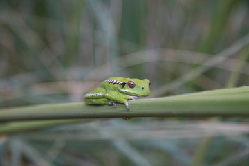 Exotic green frog