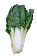 Mangold