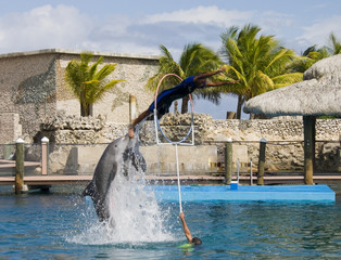 dolphins pushing person through a hoop