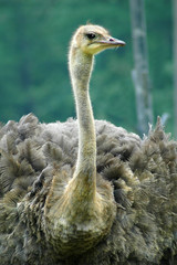 Ostrich portrait