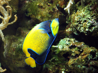 Fototapeta na wymiar Korallenfisch