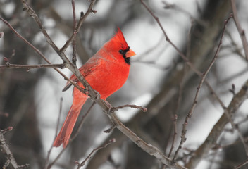 Northern Cardinal (cardinalis cardinalis) 