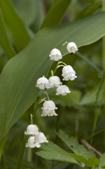 Lily of the valley white flowers close-up