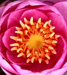 Badezimmer Foto Rückwand schöne bunte rosa Seerose © sppepper