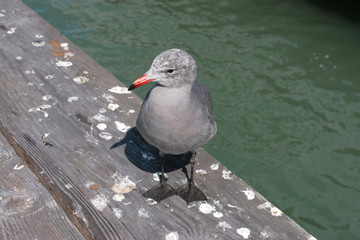 Bird on a pier in san francisco