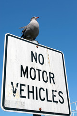 Guardian bird on road sign