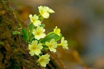 primrose