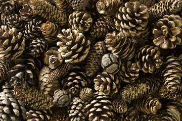 Fototapeta na wymiar Background shot of pine cones
