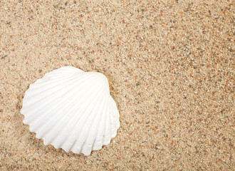 Seashell at sand close-up. Space for text..