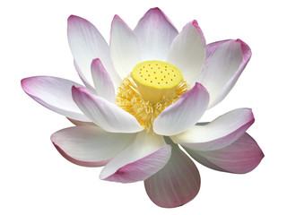lotus détouré sur fond blanc