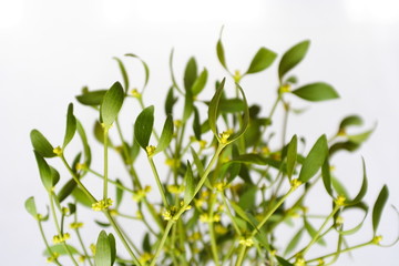 mistletoe on bright, background
