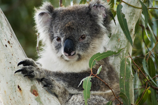 Koala in eucalyptus tree on Kangaroo Island/South Australia