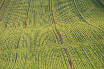 Champ cultivé,Aisne,Picardie